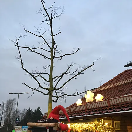 Bildvorschau - Wichtel sitzt auf neuem Zürgelbaum