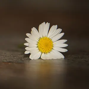 Foto mit Händen, die Sonnenblumen halten