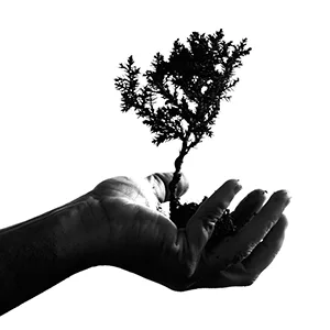 Foto einer Hand, die ein kleines Pflänzchen hält, dargestellt in Graustufen, fast Silhouetten-haft
